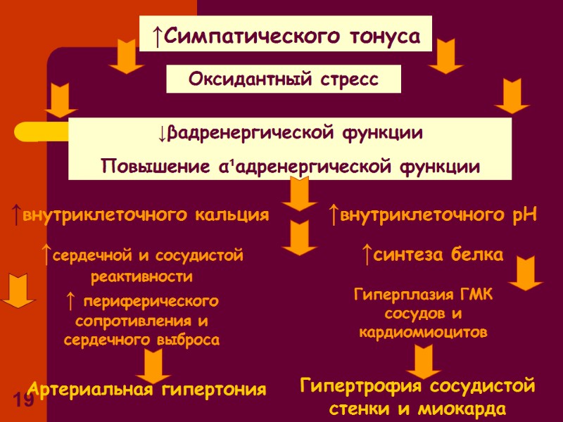 19 ↑Симпатического тонуса Оксидантный стресс ↓βадренергической функции Повышение α¹адренергической функции ↑внутриклеточного кальция 19 ↑Симпатического тонуса Оксидантный стресс ↓βадренергической функции Повышение α¹адренергической функции ↑внутриклеточного кальция